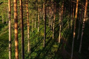 forest in the sunshine photo