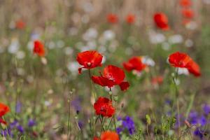 Red Poppies in a Field of Crops photo