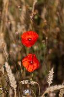 Red Poppies in a Field of Crops photo