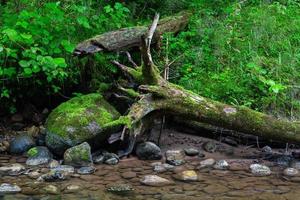 A Small Rocky Forest River in Summer photo