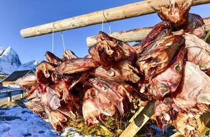 Stockfish hanging in the winter in Olenilsoya in Reine, Lofoten Islands, Norway. photo