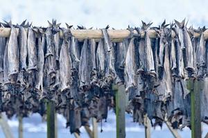 stockfish 886006 Stock Photo at Vecteezy