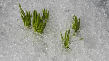 lapso de tiempo, la nieve se derrite en el jardín y crecen las primeras flores de primavera. video