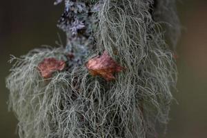 hojas de plantas en otoño foto