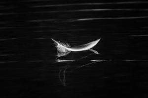 Bird Feather in Black and White photo