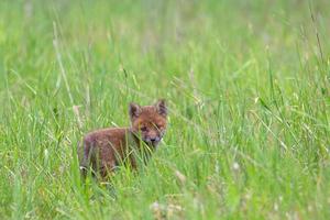 Young Foxes in Green Outdoors photo