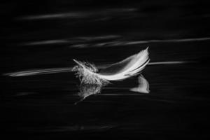 Bird Feather in Black and White photo