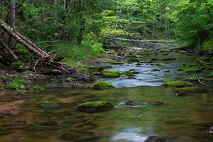 un pequeño río de bosque rocoso en verano foto
