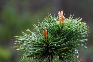 Young Pine Cones photo