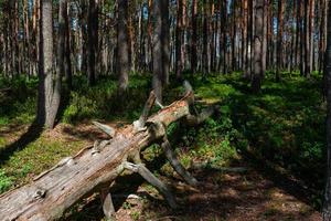 bosques siempreverdes de pinos y abetos foto