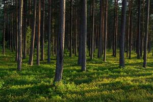 forest in the sunshine photo