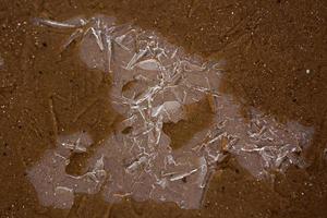 Ice Patterns on Thin Ice photo