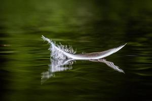 pluma de pájaro blanco sobre el fondo verde foto