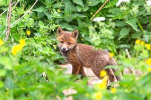 Young Foxes in Green Outdoors photo