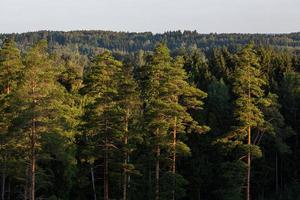 Evergreen Pine and spruce forests photo