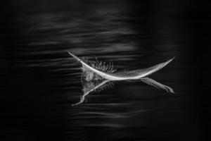 pluma de ave en blanco y negro foto