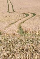 Rural Summer landscapes in Baltic States photo