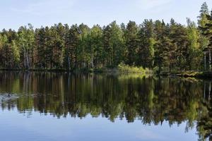 bosques siempreverdes de pinos y abetos foto