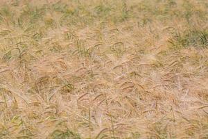 Ripe corn field photo