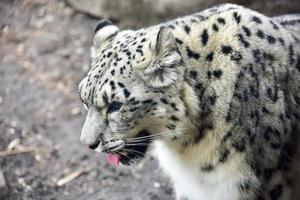 The snow leopard or ounce is a large cat native to the mountain ranges of Central and South Asia. photo