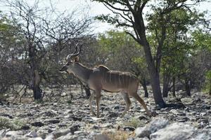 kudu en el parque nacional de etosha foto