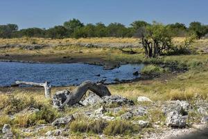 Watering Hole - Etosha, Namibia photo