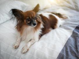 encantador perro papillon acostado en la cama de los dueños foto