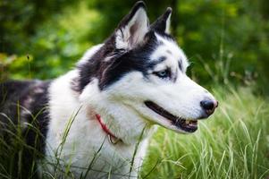 Black and white Siberian husky, walking in the summer field photo