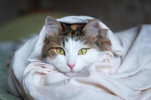 Portrait of a beautiful cat in the sunlight photo