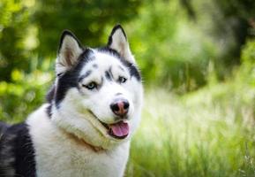 Black and white Siberian husky, walking in the summer field photo