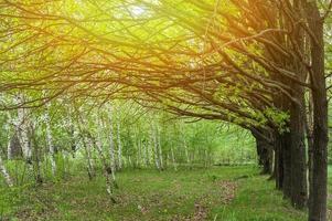 beautiful forest and tree branches, at sunset photo