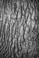 Tree bark closeup, background photo