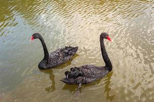 Two black swans floating on a dirty lake in polluted water photo