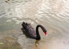 Two black swans floating on a dirty lake in polluted water photo