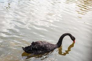 dos cisnes negros flotando en un lago sucio en agua contaminada foto