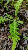 green ferns in the palm grove photo