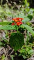 hermosa flor de color rojo en el bosque indonesio foto