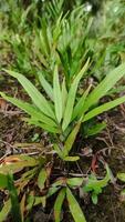 green ferns in the palm grove photo