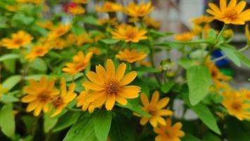 Beautiful sunflower in the garden photo