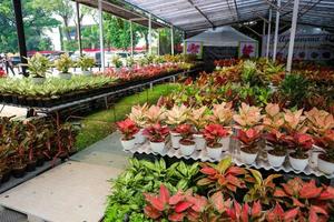 una floristería que vende varios tipos de flores, una de las cuales es garden croton que tiene el nombre científico codiaeum variegatum foto