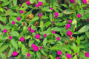 Plum Bachelor Button with the scientific name Gomphrena globosa is excellent for both garden and cutflower us photo