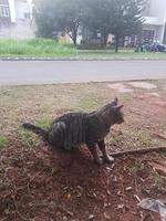 foto de un gato callejero en nuestra casa.