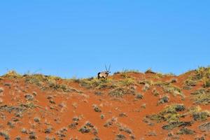 Oryx and Desert Landscape - NamibRand, Namibia photo