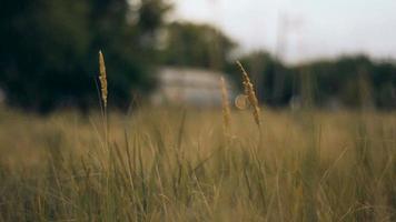 field of spikelets moves from the wind autumn video