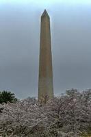 Washington Monument during the cherry blossom festival in Washington, DC photo