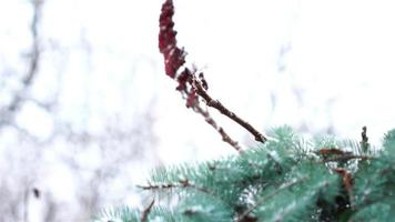 Cerca de la rama de abeto verde en la nieve en invierno al aire libre video