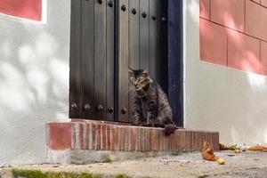 Cat on the streets of Old San Juan, Puerto Rico. photo
