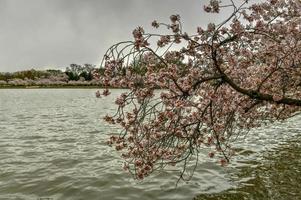 Cherry blossoms at the Tidal Basin during spring in Washington, DC. photo