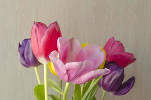 Bouquet of multicolored tulip flowers. Blooming tulips photo. Pink, purple and yellow colors tulips. photo