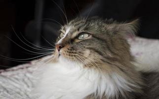 Gato escuchando sonidos. oreja de gato girada. gato mullido. hermoso gato siberiano. gato orgulloso expresión arrogante. foto